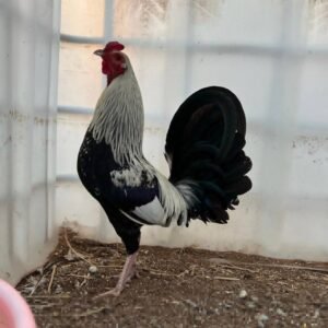joe goode grey rooster