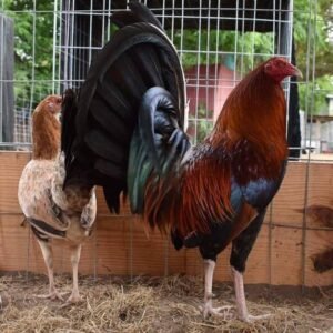 boston roundhead roosters