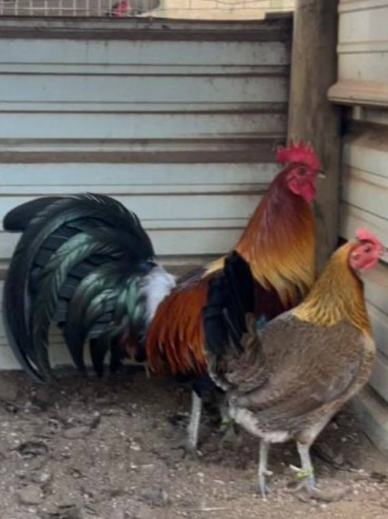 Blue Face Hatch Pairs - Image 2