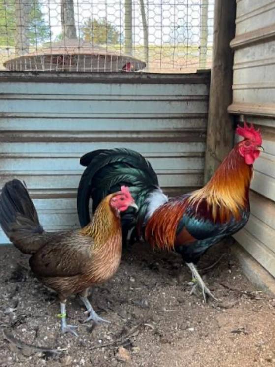 Blue Face Hatch Pairs - Image 3