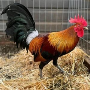 Blue face hatch roosters