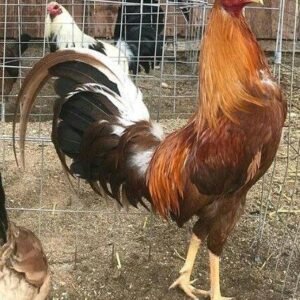 Pumpkin hulsey roosters