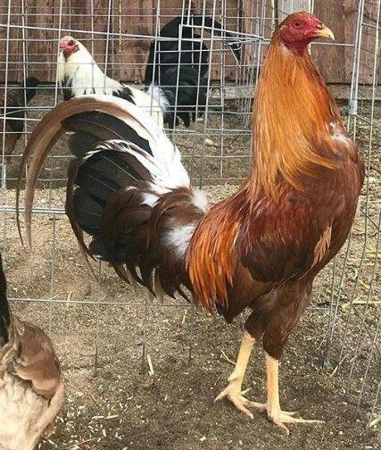 Pumpkin hulsey roosters