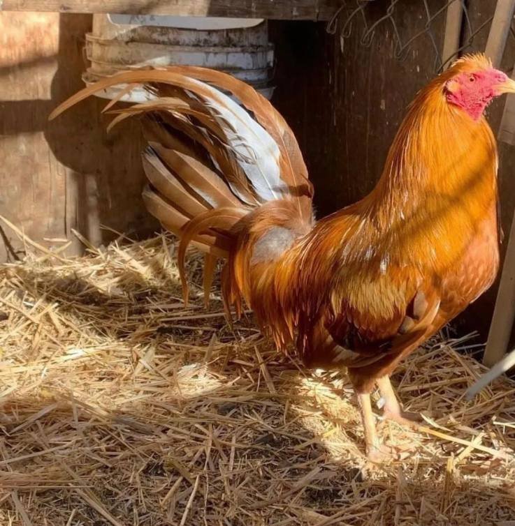 Pumpkin Hulsey Roosters - Image 6