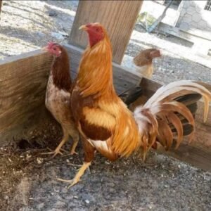 pumpkin hulsey game fowl