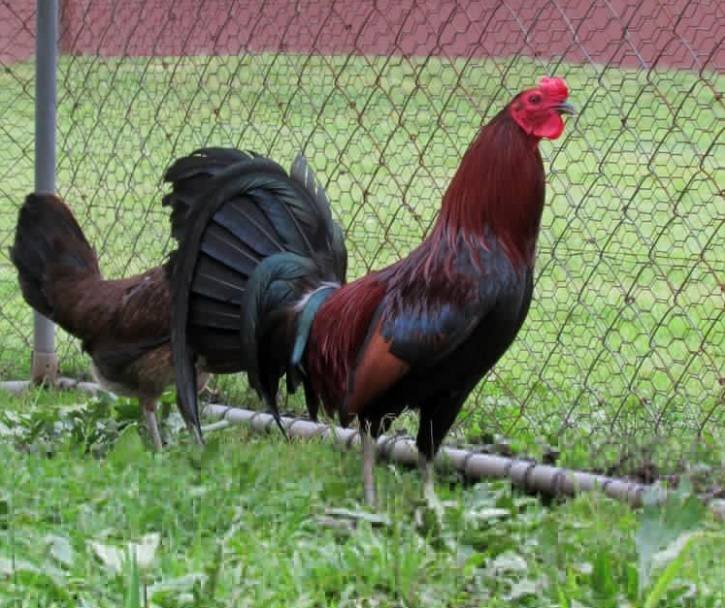 Lieper Hatch Pairs - Image 6