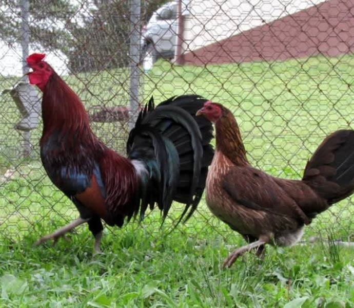 Lieper Hatch Pairs - Image 4