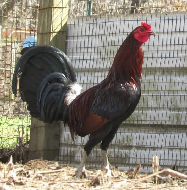 lieper Hatch Roosters - Image 5
