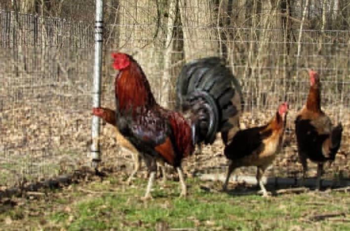 Lieper Hatch Pairs - Image 5