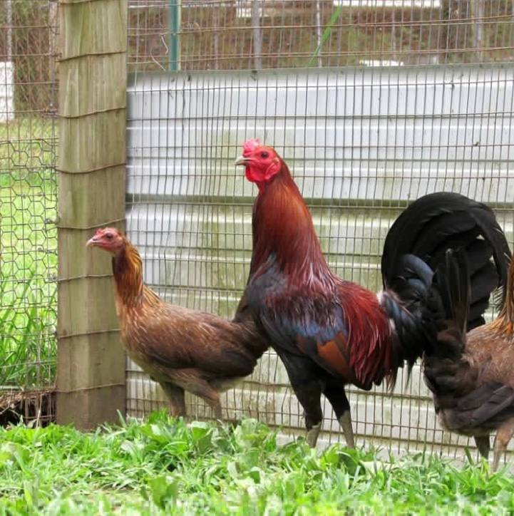 lieper hqtch game fowl