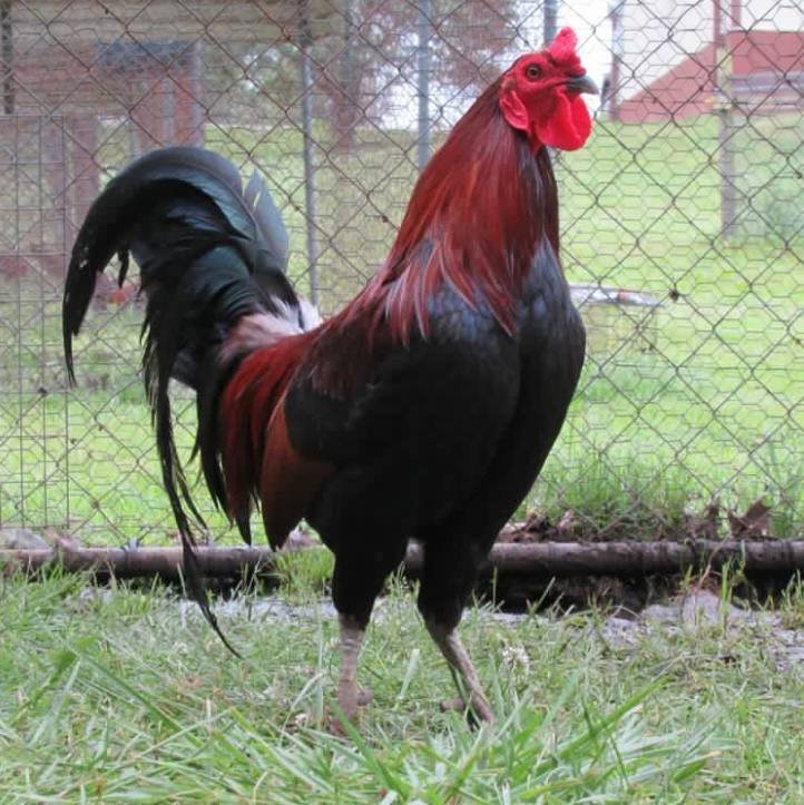 lieper Hatch Roosters - Image 3