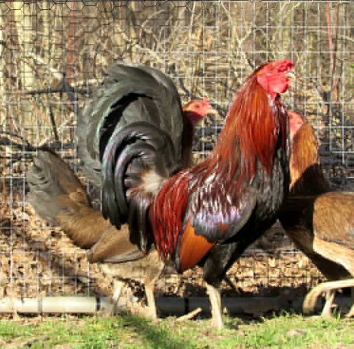 lieper hatch game fowl