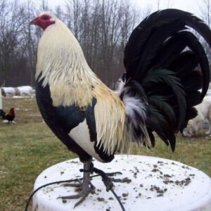 clement grey roosters