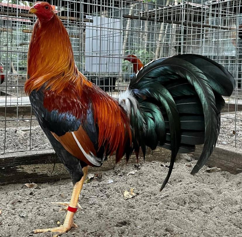 Yellow Legged Hatch Roosters - Image 5