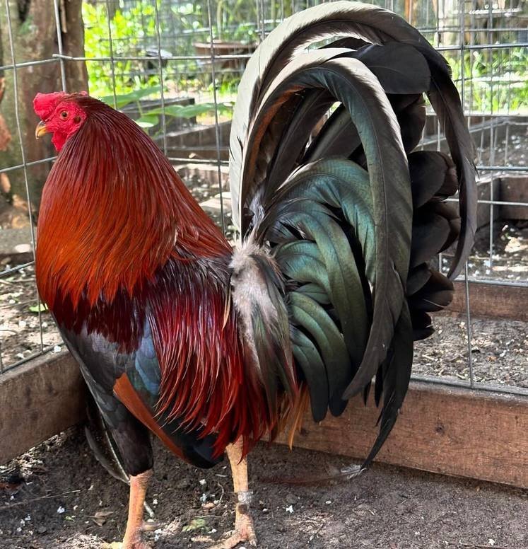 Yellow Legged Hatch Roosters - Image 4