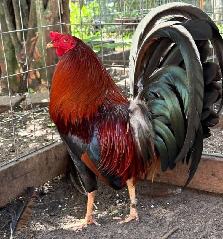 Yellow Legged Hatch Roosters - Image 2