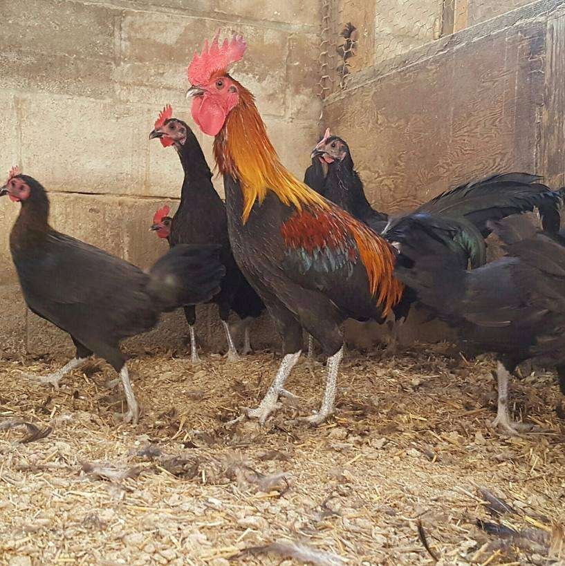 brown red game fowl