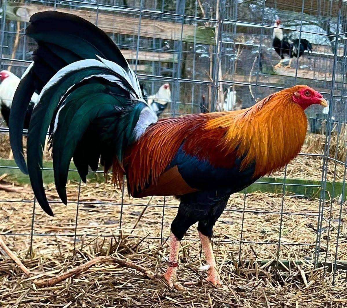 Sweater Roosters - Image 2