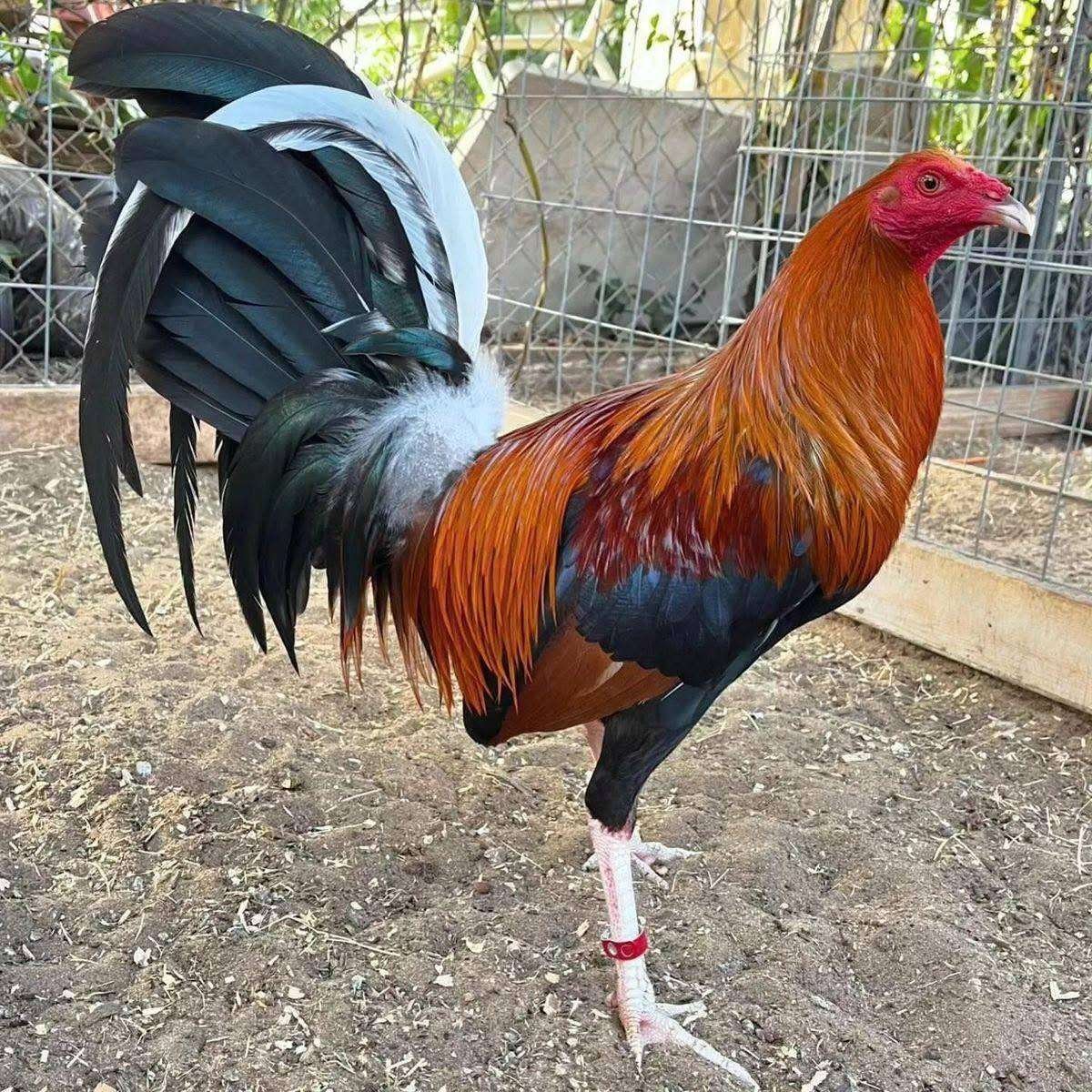 Sweater Roosters - Image 4