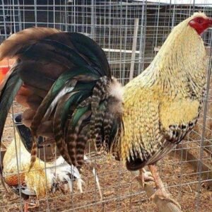 dominique-game-fowls