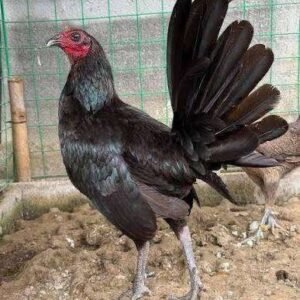 Black-Hennies-Gamefowls