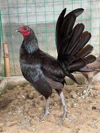 Black-Hennies-Gamefowls
