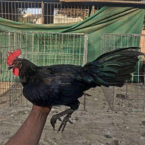 Black hennies Pullet - Image 5