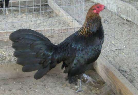 Black hennies Pullet - Image 6